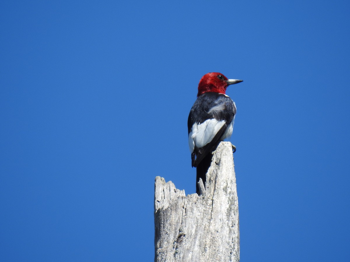 Red-headed Woodpecker - James Holsinger