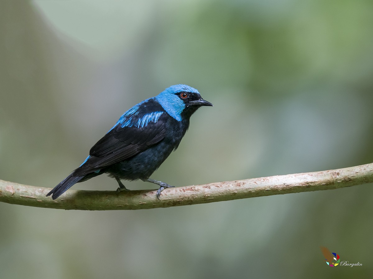 Scarlet-thighed Dacnis - Fernando Burgalin Sequeria