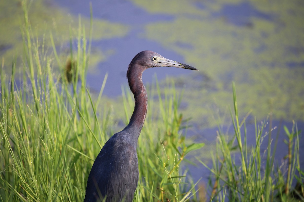 Little Blue Heron - ML171902631
