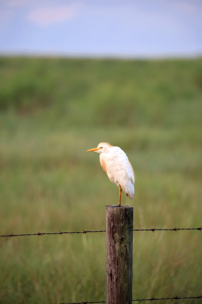 Western Cattle-Egret - ML171902841
