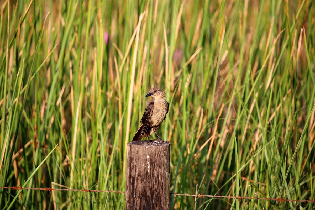 Boat-tailed Grackle - ML171903161