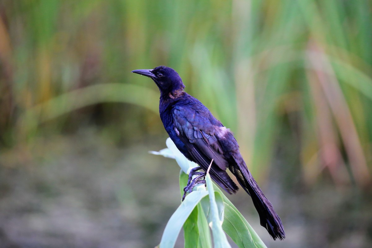 Great-tailed Grackle - ML171903421