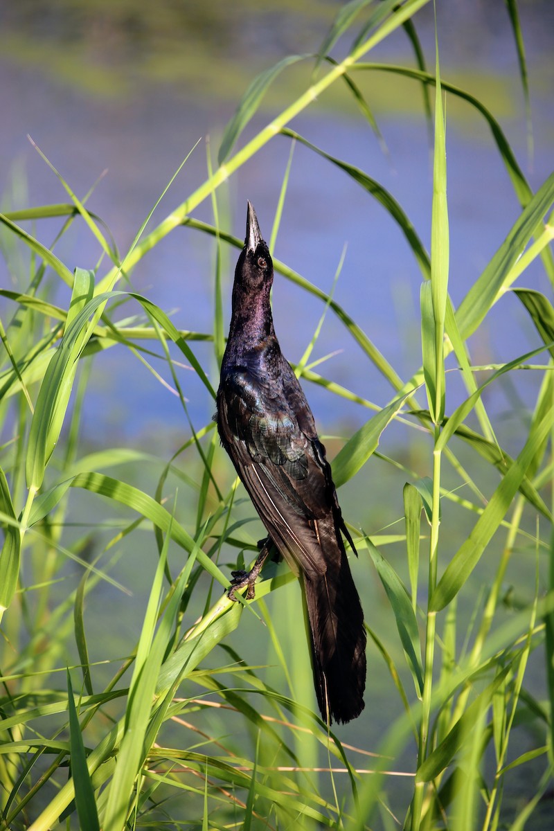 Great-tailed Grackle - ML171903431