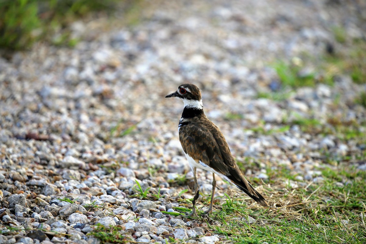 Killdeer - ML171903901