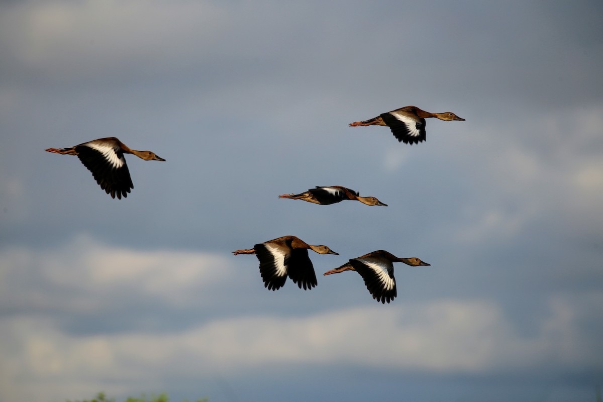 Black-bellied Whistling-Duck - ML171903961