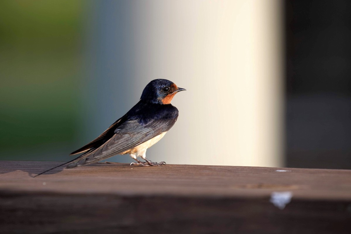 Barn Swallow - ML171904381