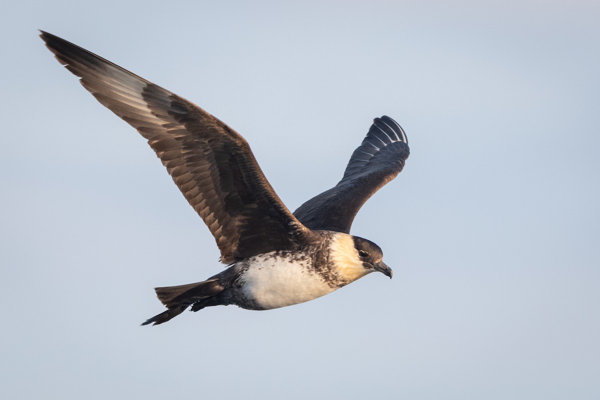 Pomarine Jaeger - ML171905491