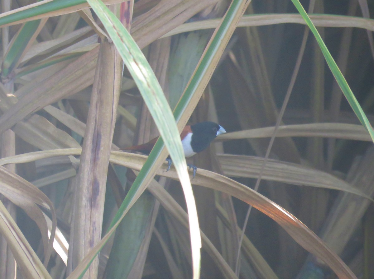 Tricolored Munia - ML171905581