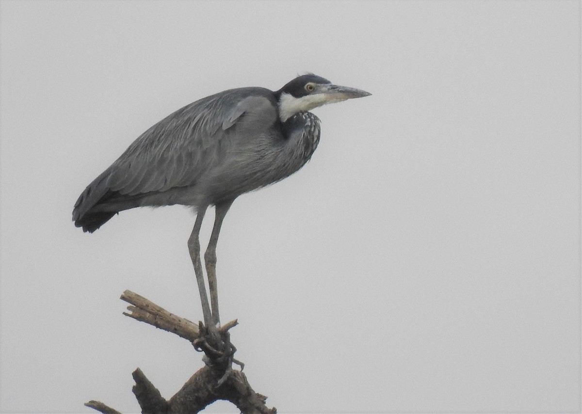 Garza Cabecinegra - ML171905601