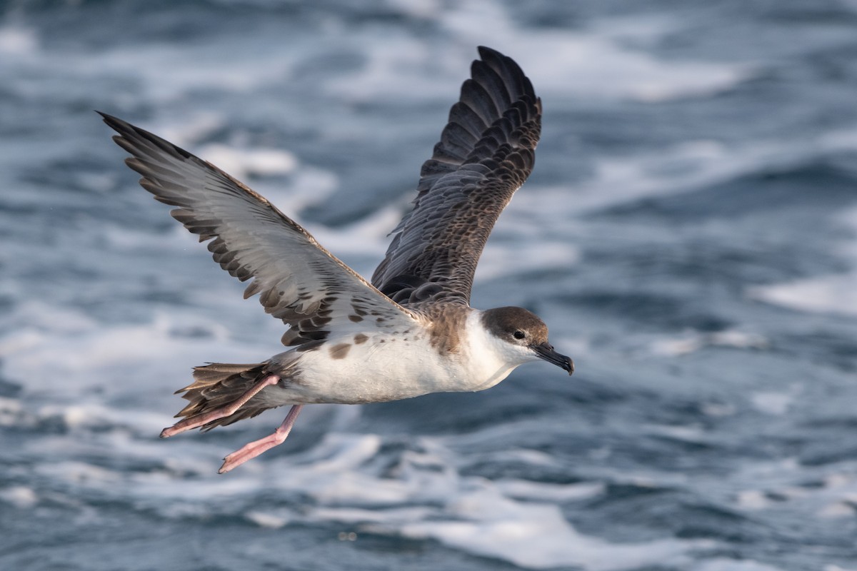 Great Shearwater - Jason Dain