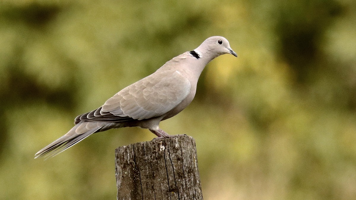 Eurasian Collared-Dove - Francisco Barroqueiro