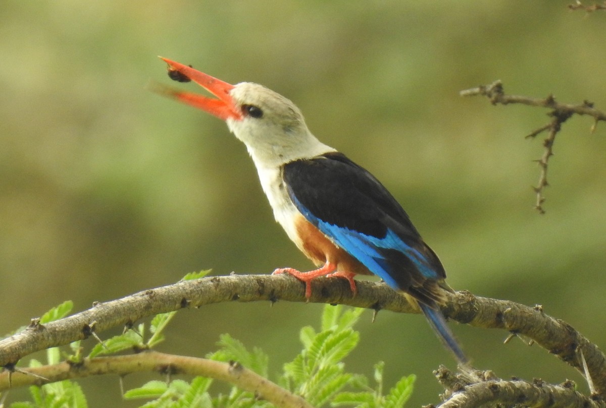 Gray-headed Kingfisher - ML171906231