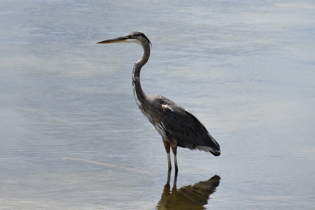 Great Blue Heron - Rhonada Cutts