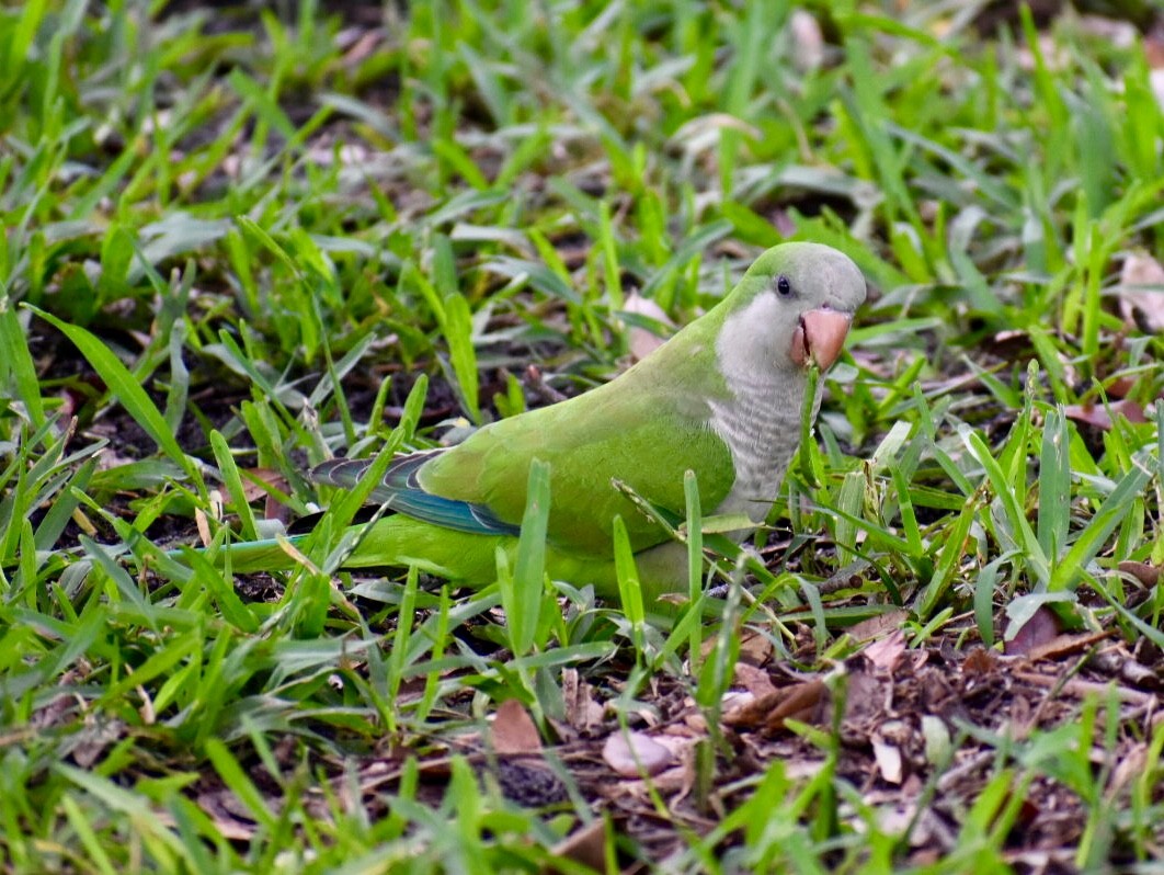 Monk Parakeet - ML171910741