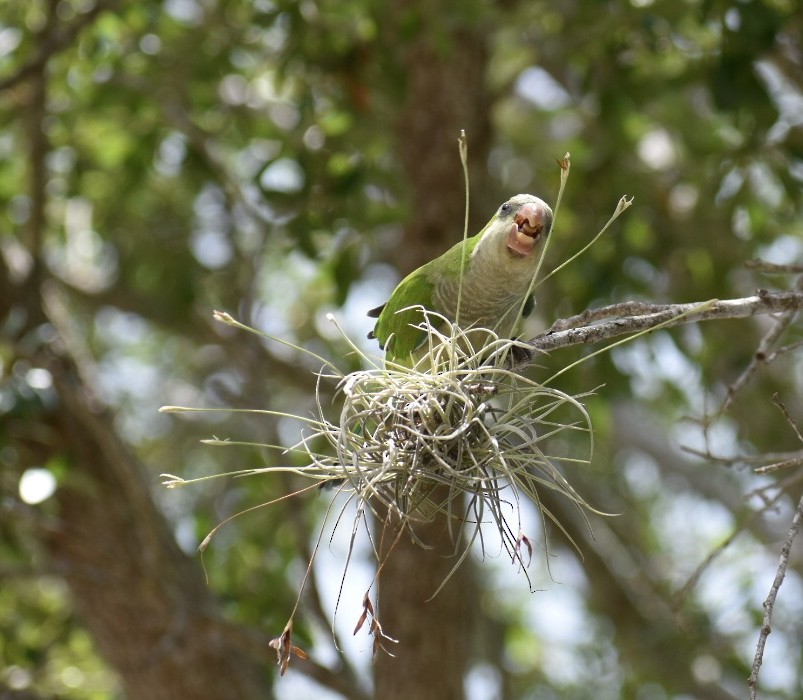 Monk Parakeet - Rhonada Cutts