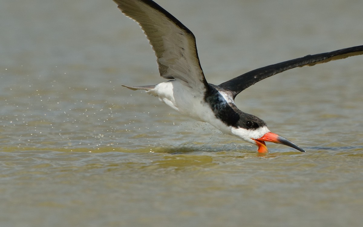 Black Skimmer - ML171911281