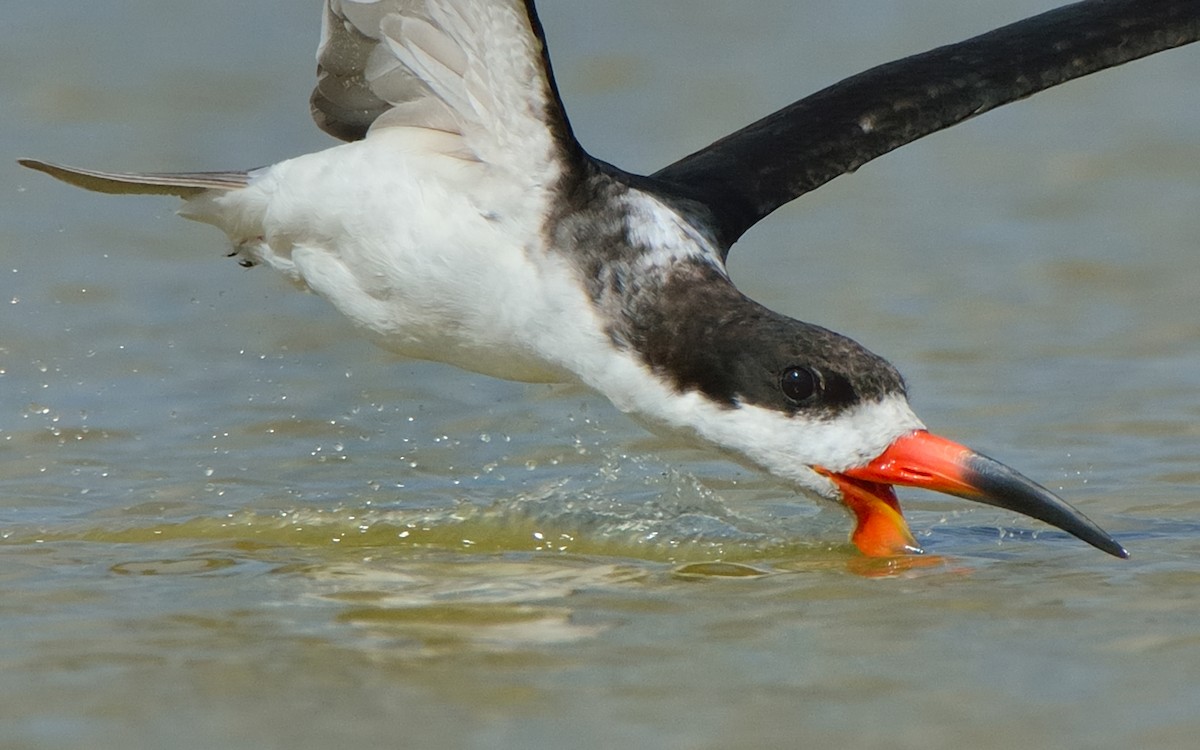 Black Skimmer - ML171911291