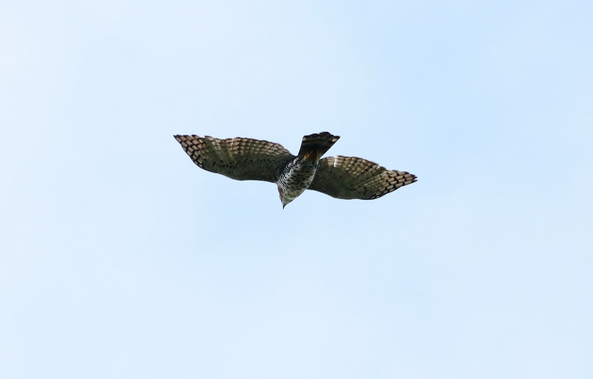 Águila Galana - ML171912281