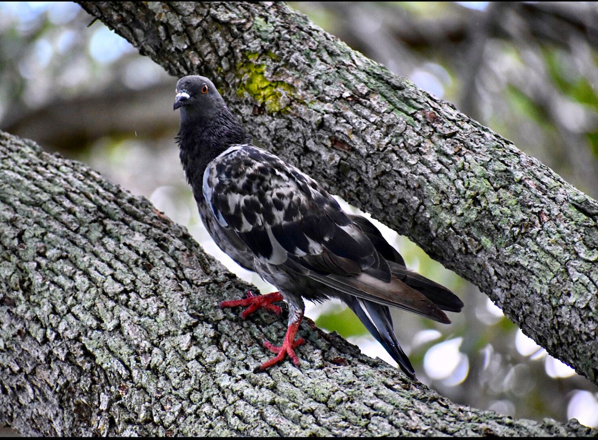 Rock Pigeon (Feral Pigeon) - ML171912551