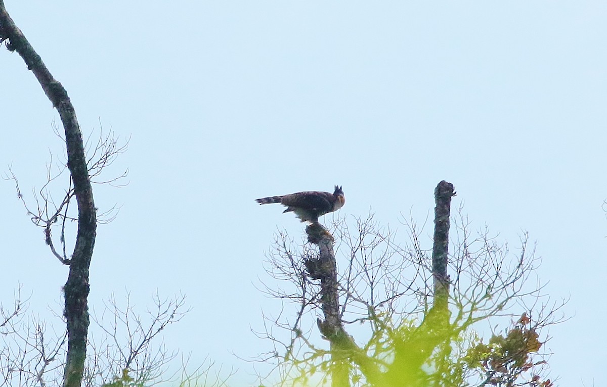 Ornate Hawk-Eagle - Margareta Wieser