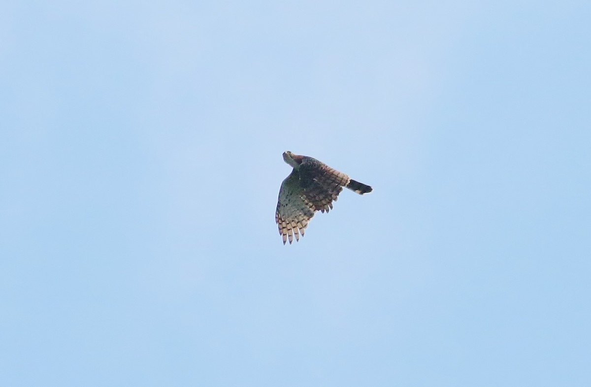 Ornate Hawk-Eagle - ML171912821