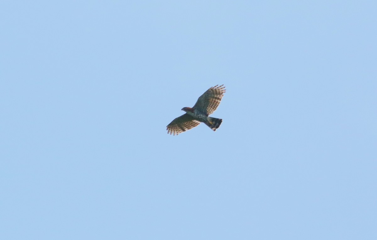 Águila Galana - ML171912851