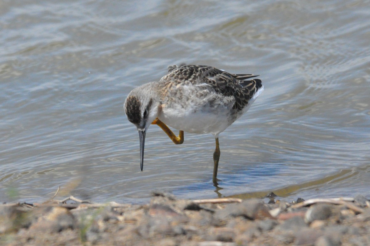 Wilson's Phalarope - Tommie Rogers