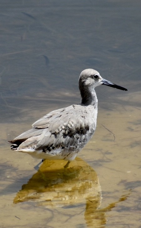 Willet - ML171913601