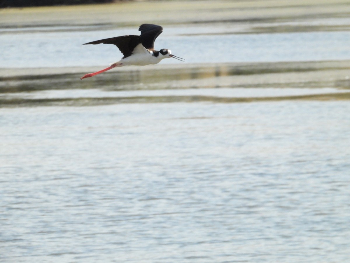 Black-necked Stilt - ML171914401