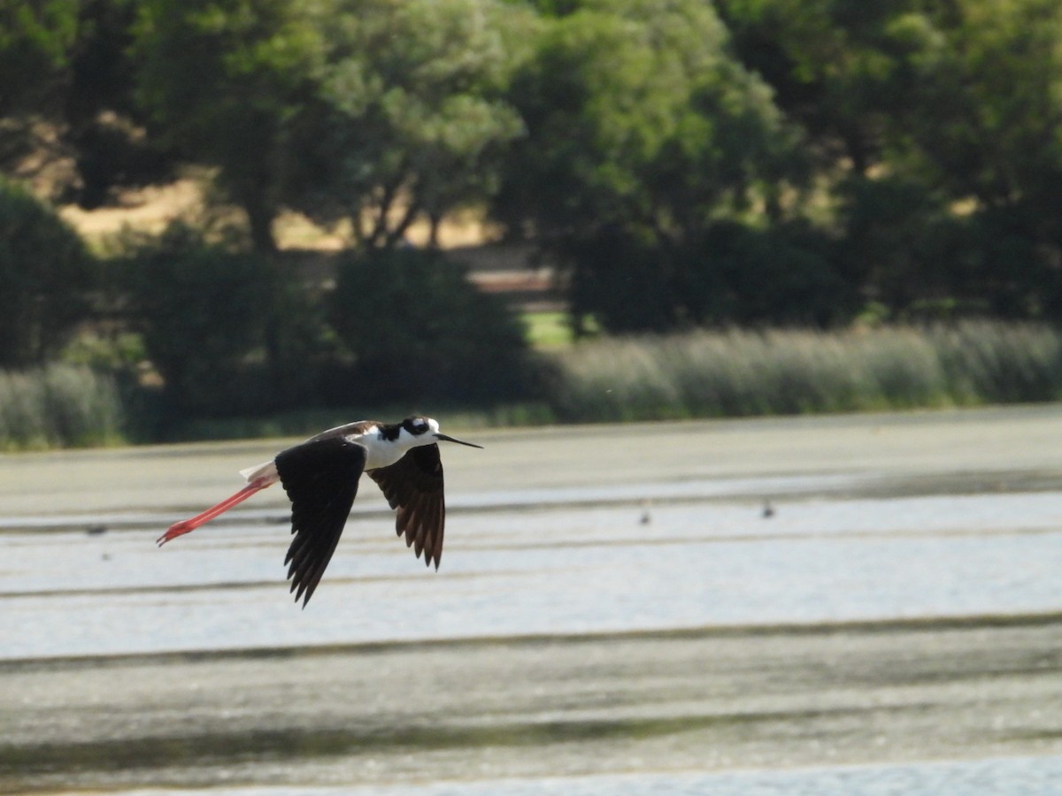 Black-necked Stilt - ML171914411