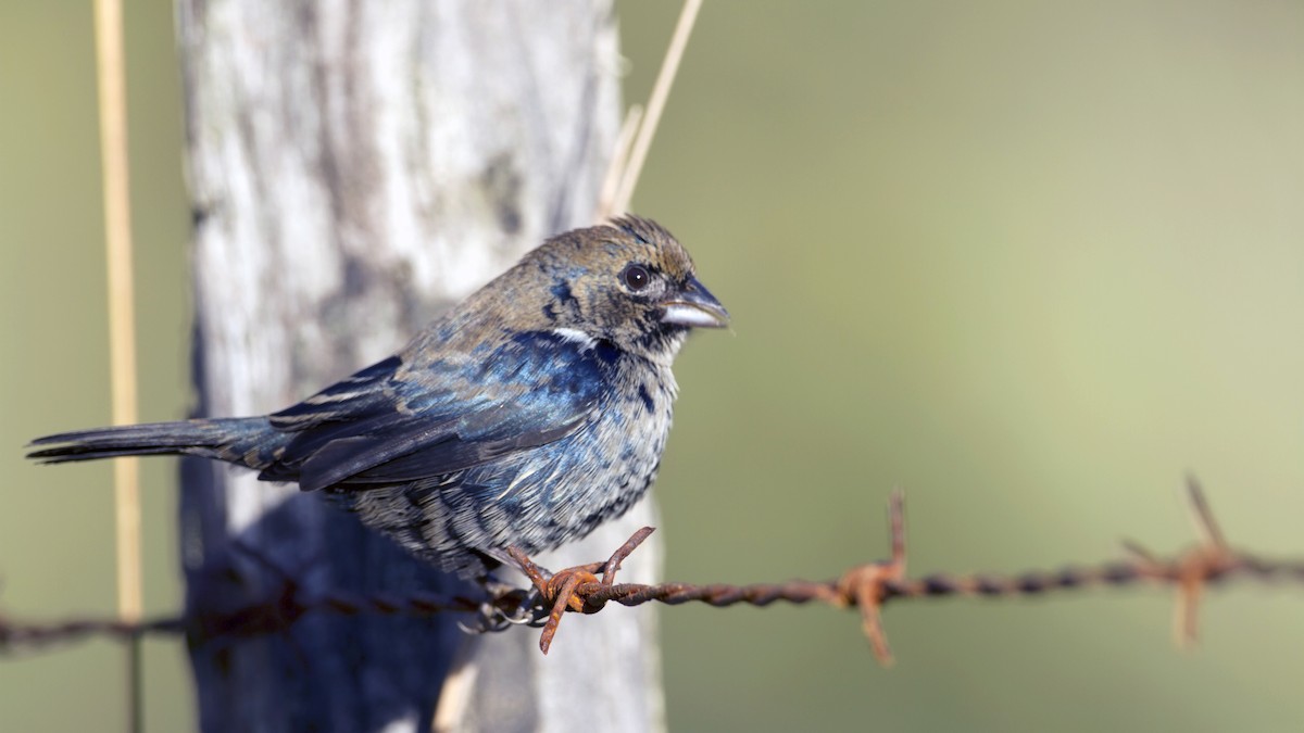 Blue-black Grassquit - Arnaud Lacroix