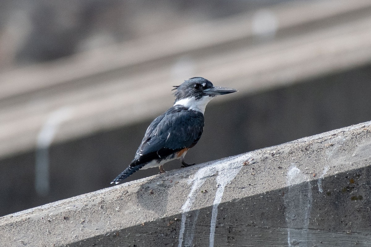 Belted Kingfisher - ML171915141