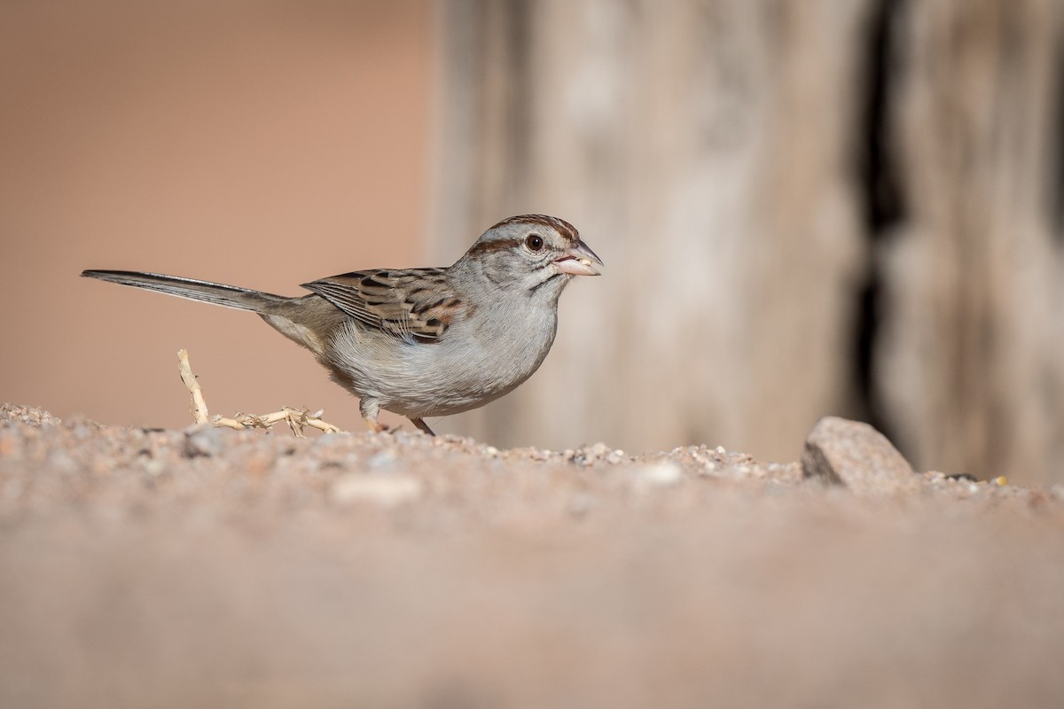 Rufous-winged Sparrow - Susan Teefy