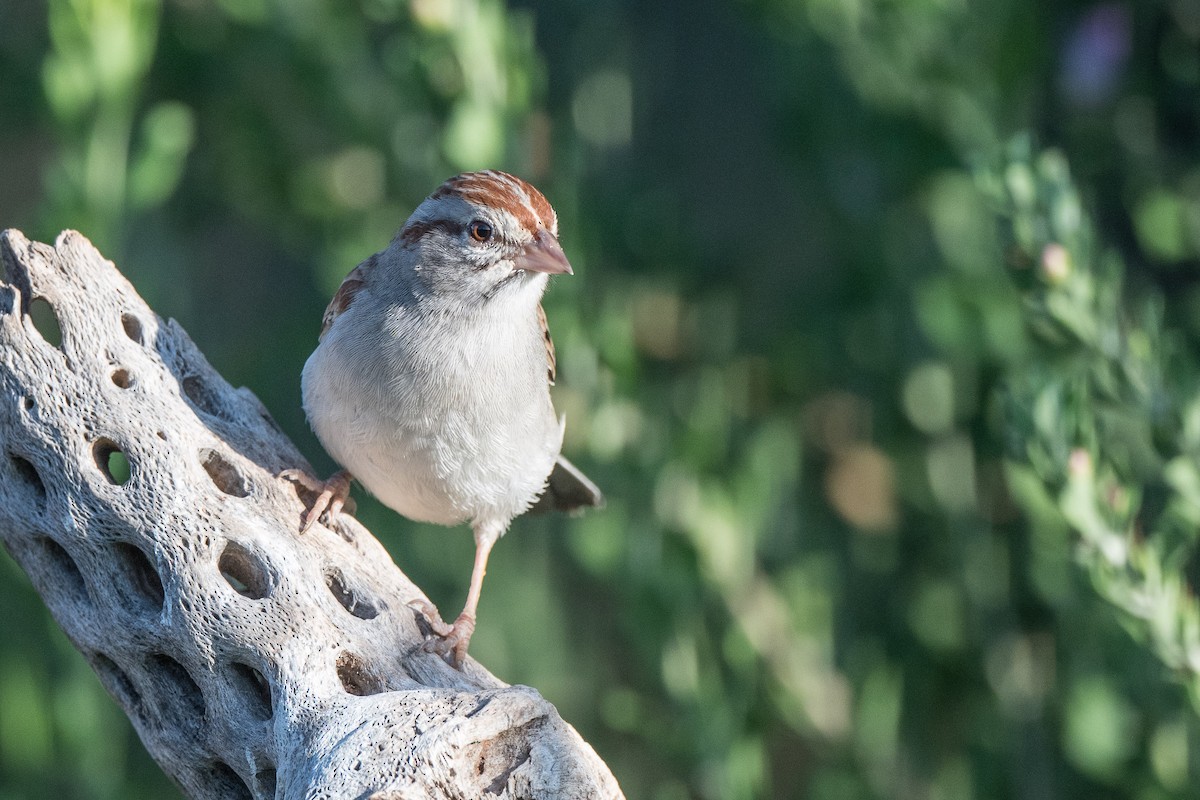 Rufous-winged Sparrow - Susan Teefy