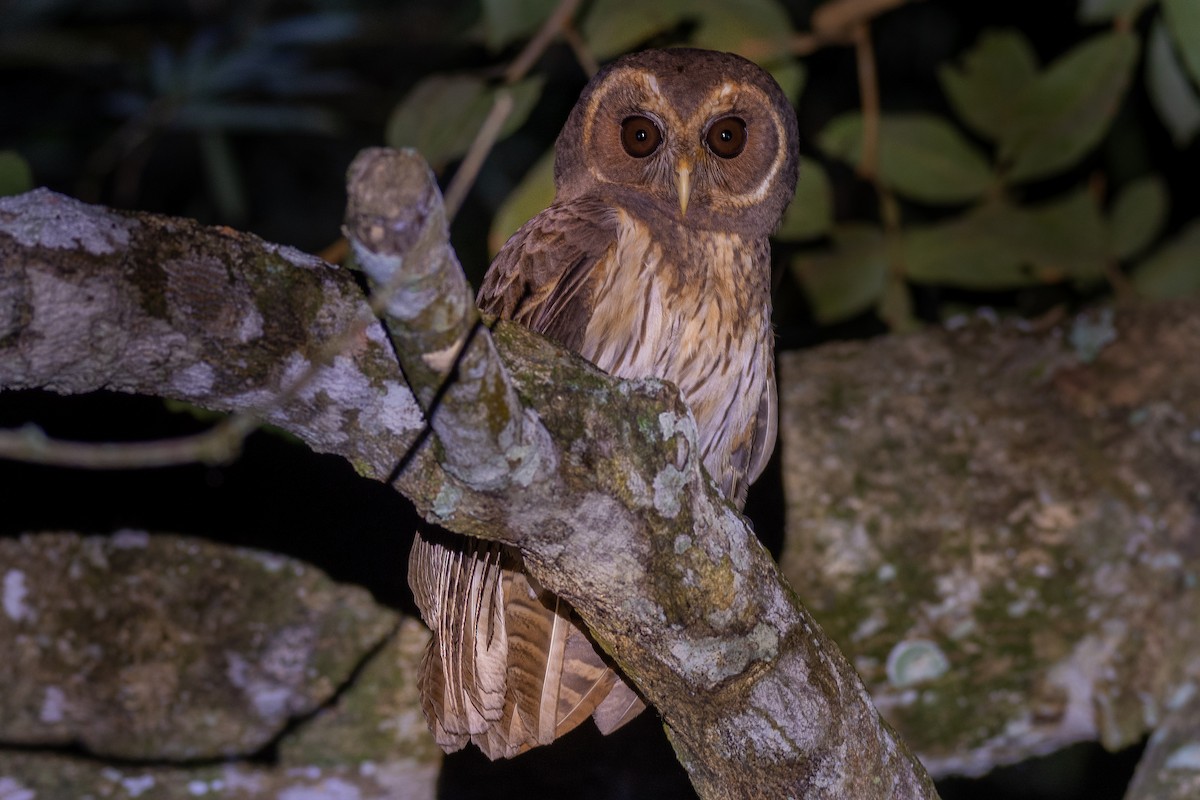 Mottled Owl - Victor Castanho
