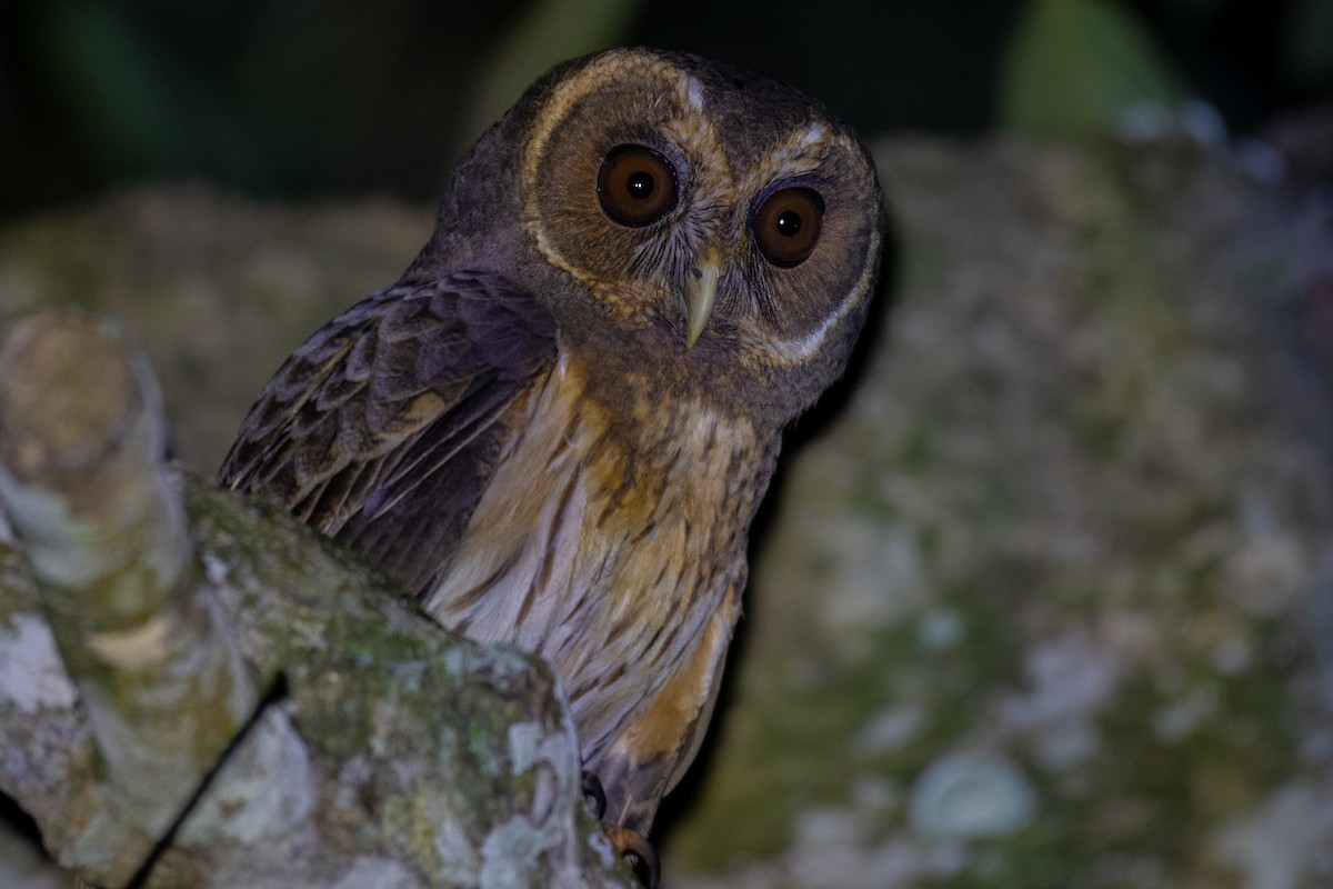 Mottled Owl - Victor Castanho