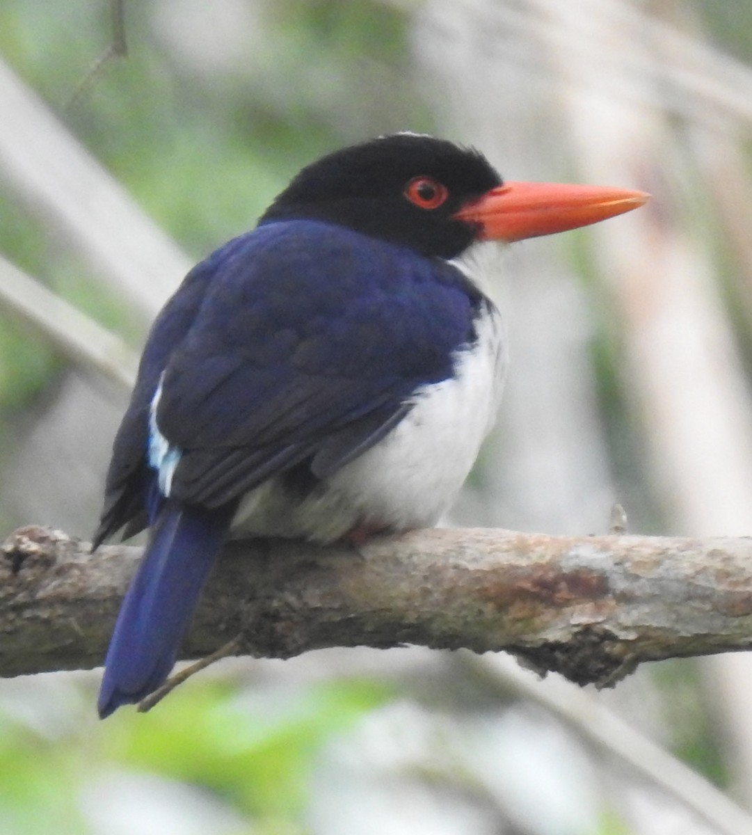 White-rumped Kingfisher - ML171918421