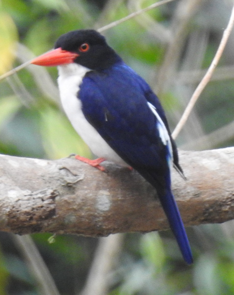 White-rumped Kingfisher - ML171918431