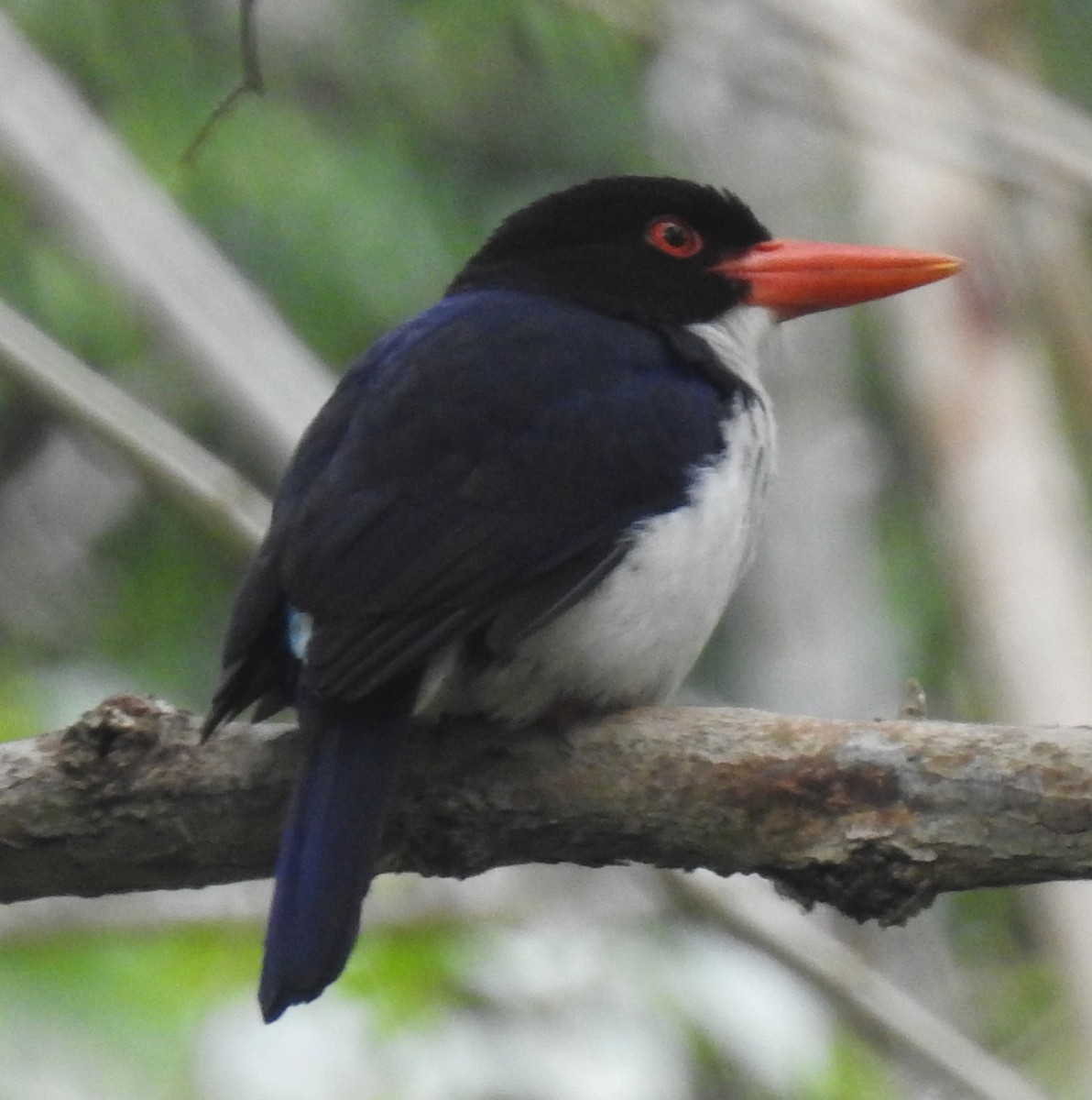 White-rumped Kingfisher - ML171918441