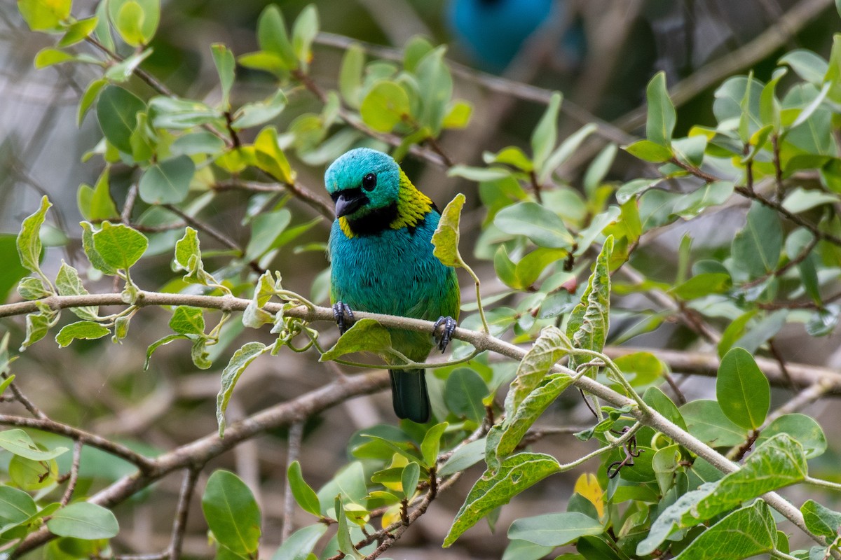 Green-headed Tanager - ML171918471