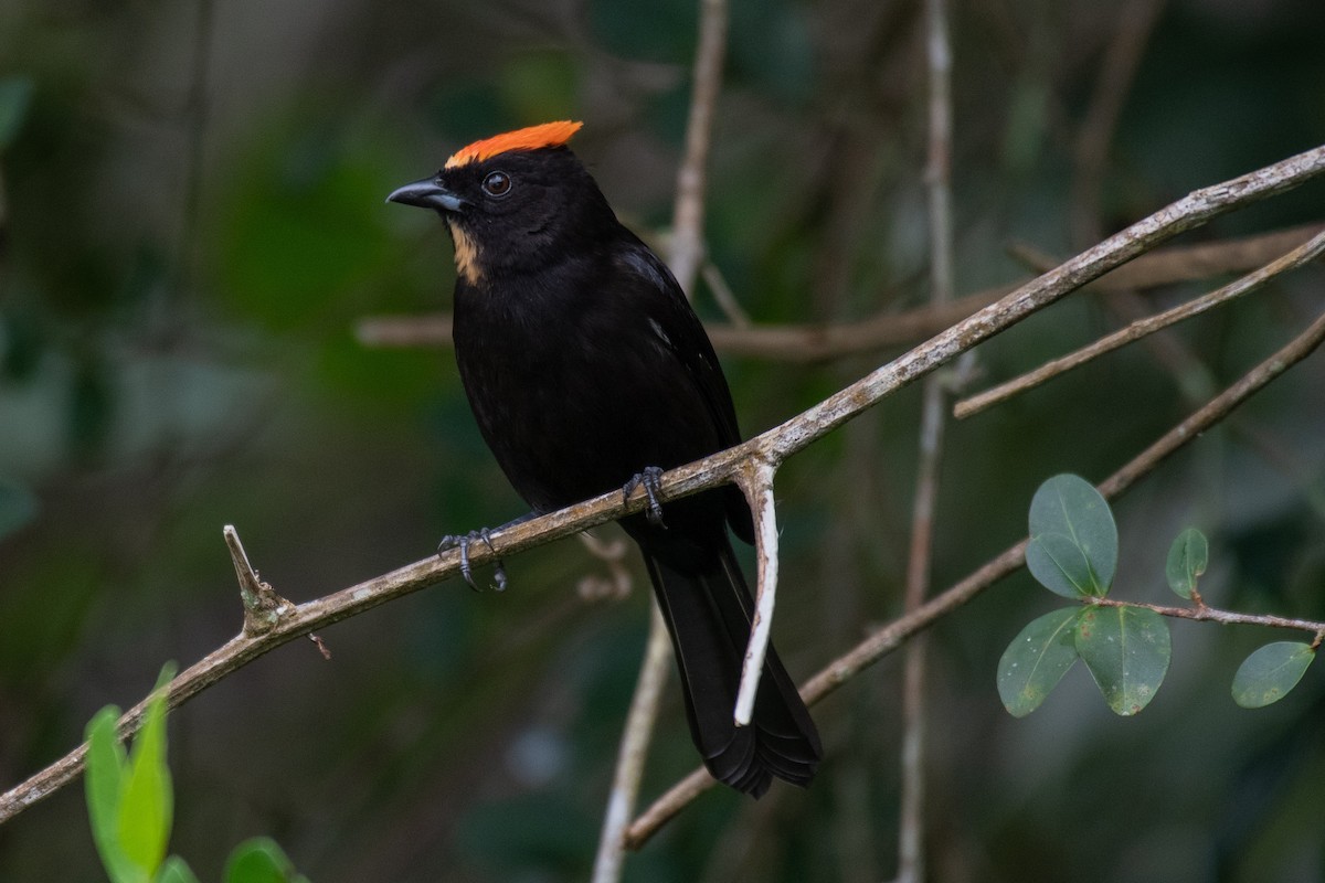 Flame-crested Tanager - ML171918551