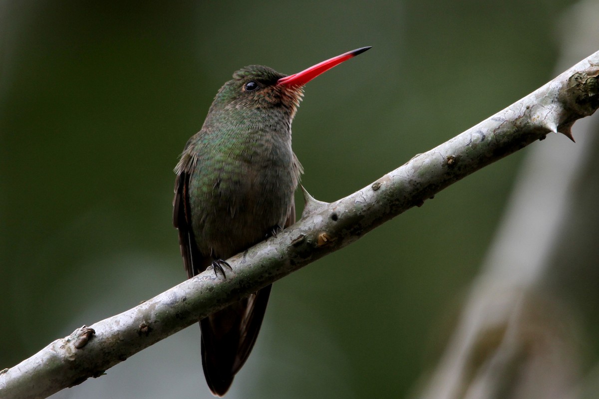 Gilded Hummingbird - Pedro Ayres