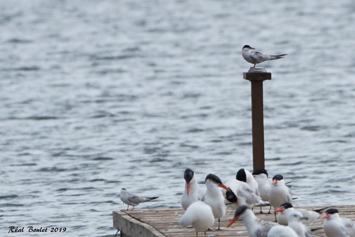 Common Tern - ML171921271