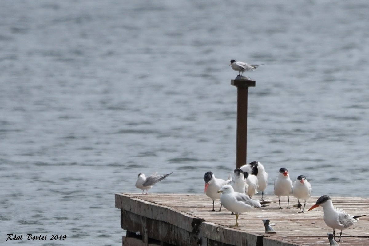 Common Tern - ML171921281