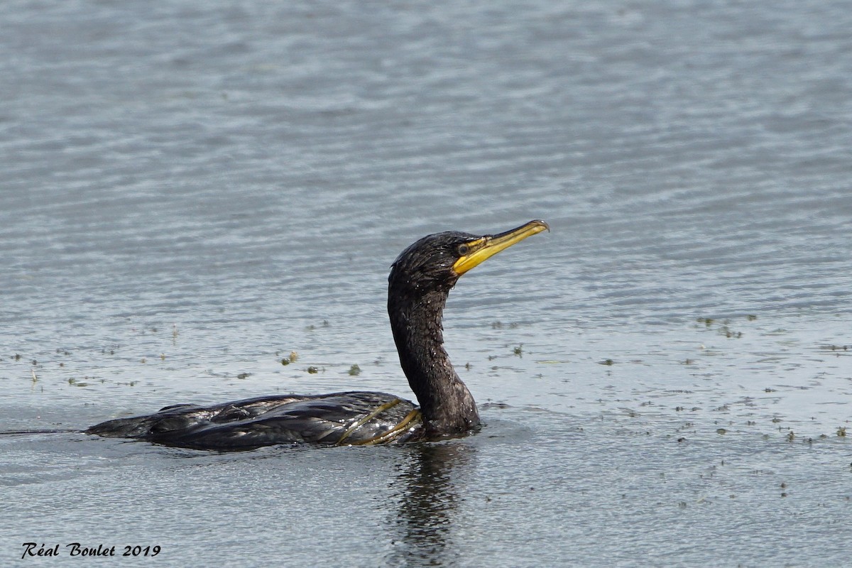 Double-crested Cormorant - ML171921341