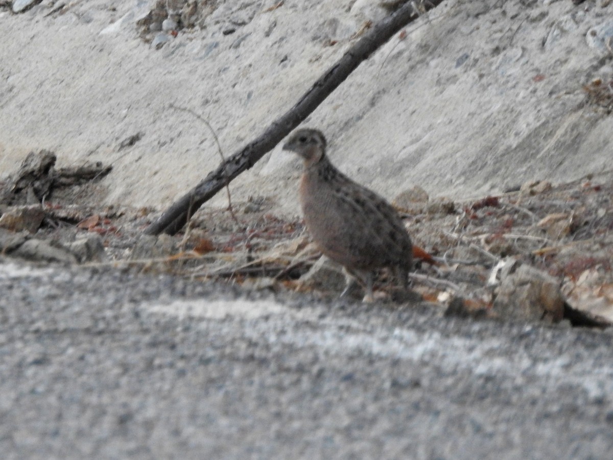 Montezuma Quail - ML171921431