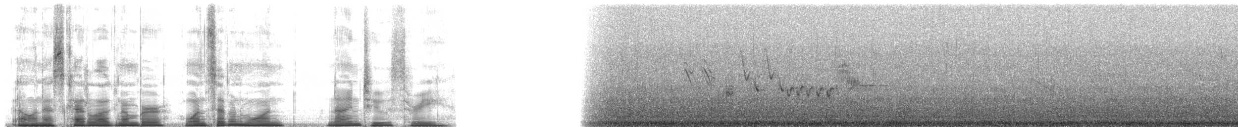 Ornate Tinamou - ML171923