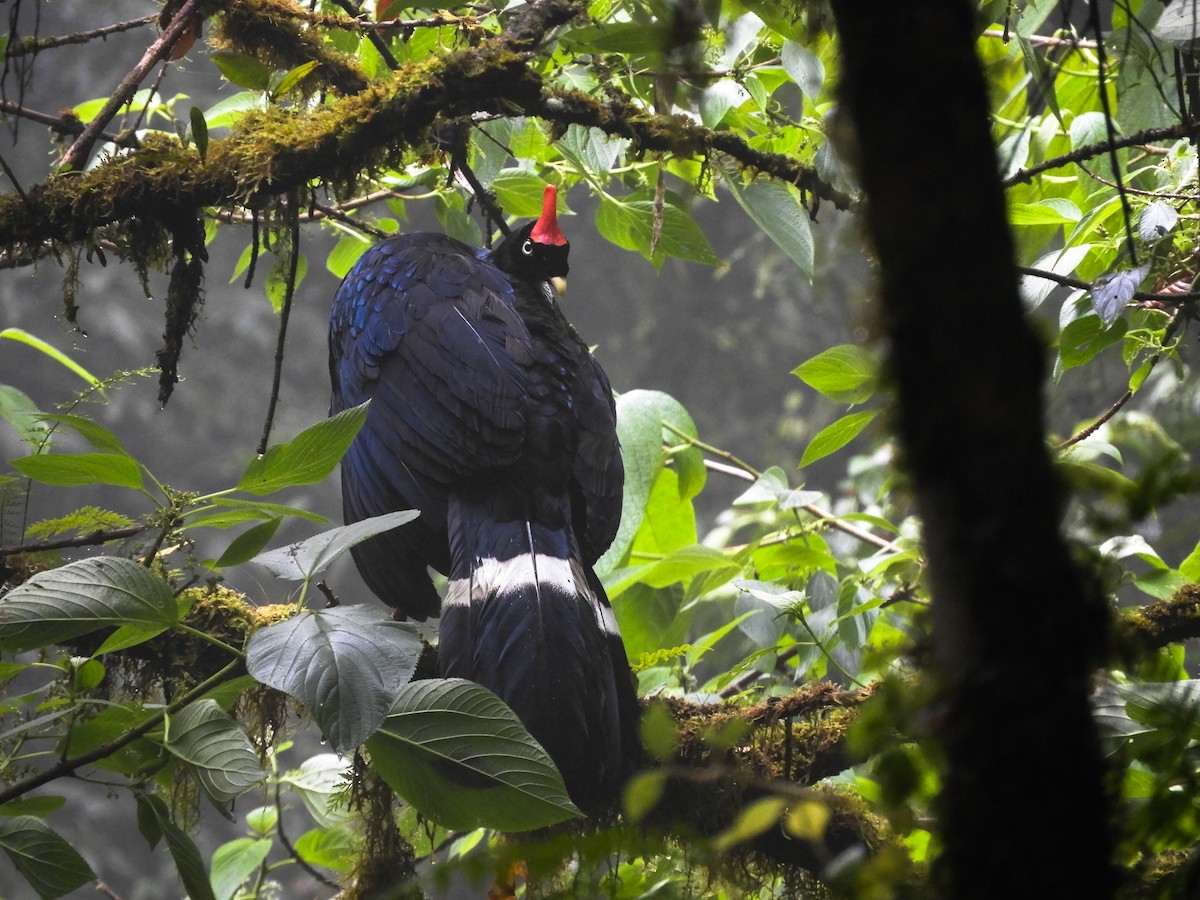 Horned Guan - ML171924601