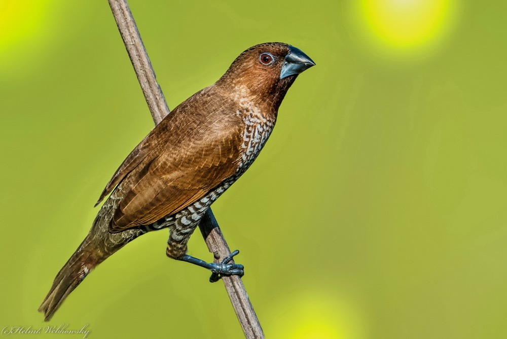 Scaly-breasted Munia - ML171926451