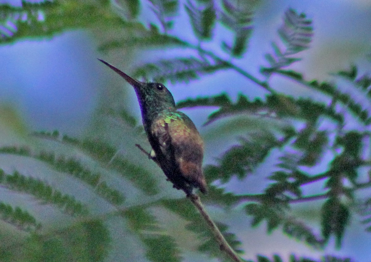 Berylline Hummingbird - ML171927101